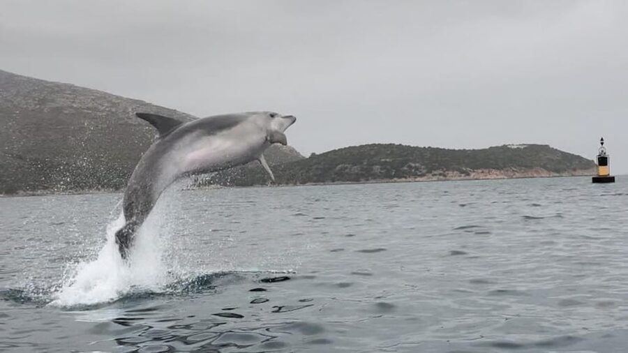 Golfo Aranci: Small group Kayak tour with Aperitif &dolphins - Returning along the coast