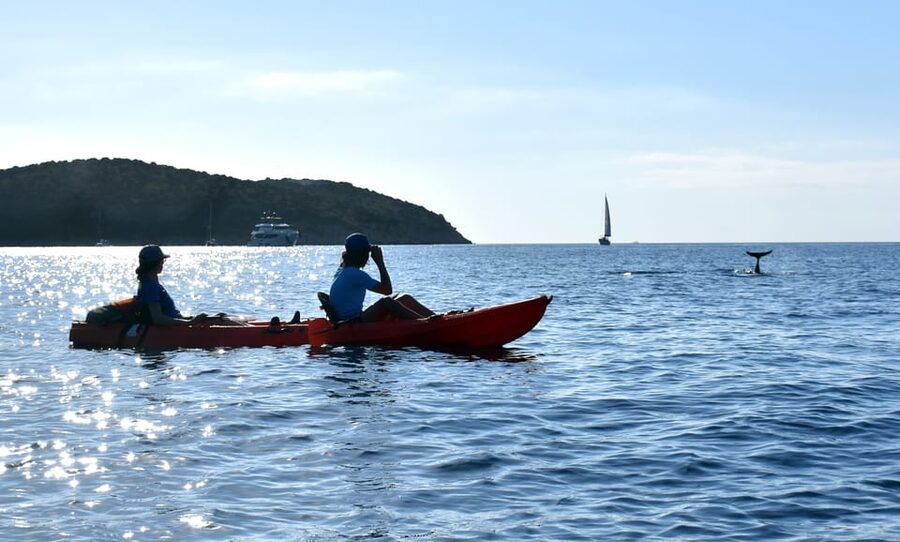 Golfo Aranci: Sunrise Dolphin Kayak Tour with Breakfast - What the guides add to the morning