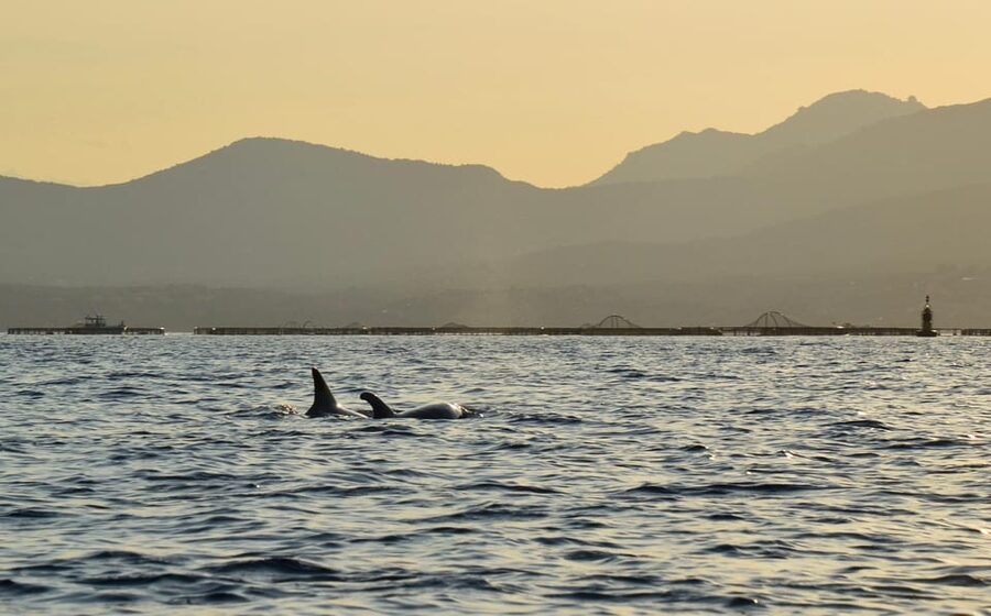 Golfo Aranci: Sunset Dolphin Kayak Tour with Aperitif - Is $65 a fair price?