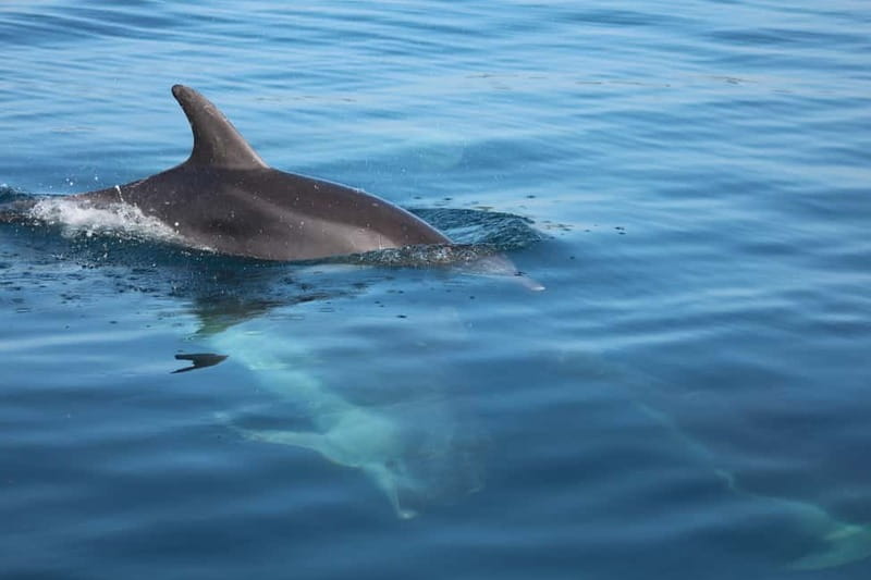 Golfo Aranci: Sup with dolphins, aperitif & photo shoot - Key points at a glance