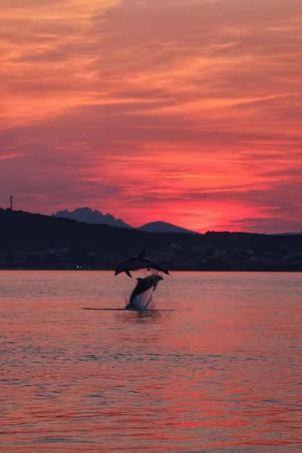Golfo Aranci: Sup with dolphins, aperitif & photo shoot - The 55-minute dolphin watch