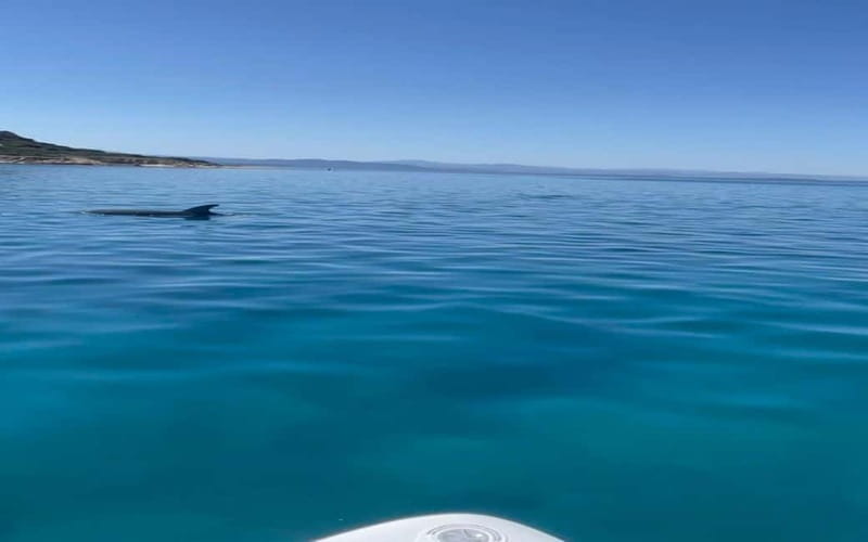 Golfo Aranci tour SUP Paddleboard Dolphin watching, aperitif - Key points to know before you book