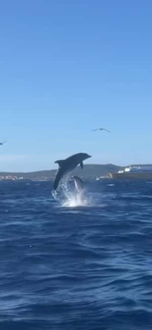 Golfo Aranci tour SUP Paddleboard Dolphin watching, aperitif - Paddling toward Cala Moresca