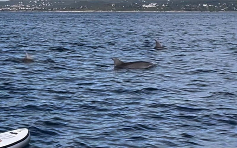 Golfo Aranci tour SUP Paddleboard Dolphin watching, aperitif - Who will enjoy this experience most?
