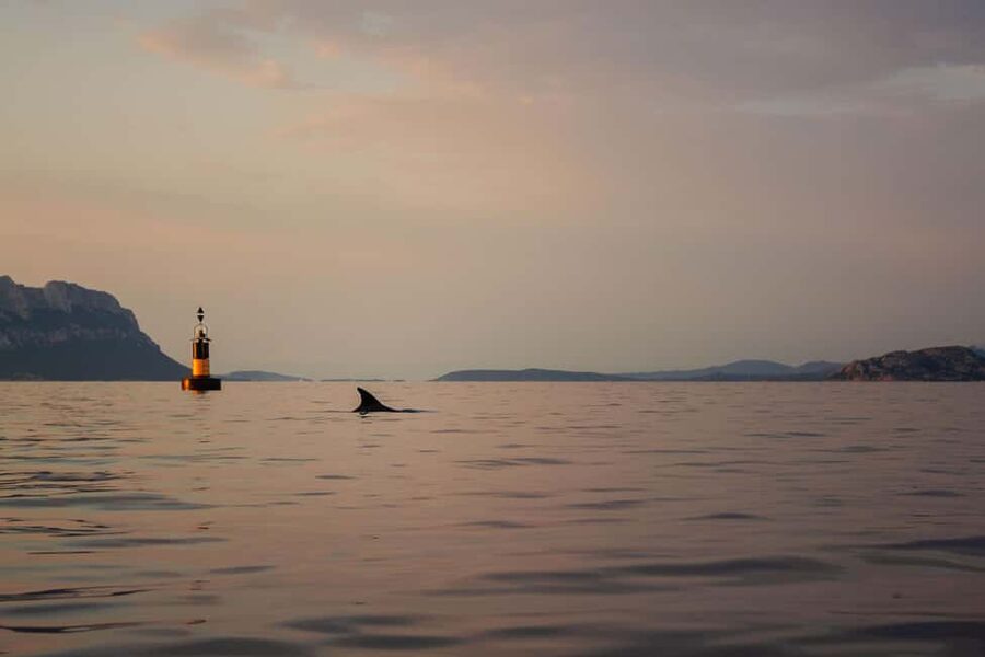 Golfo Aranci: traditional or transparent kayaks, dolphins, and aperitifs - Paddling through the Golfo Aranci waters