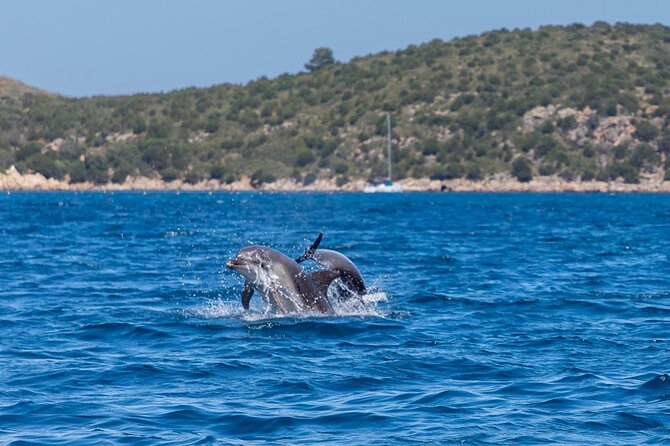 Golfo di Olbia and Dolphins Island Private Boat Tour - Leaving Olbia Marina on a private boat