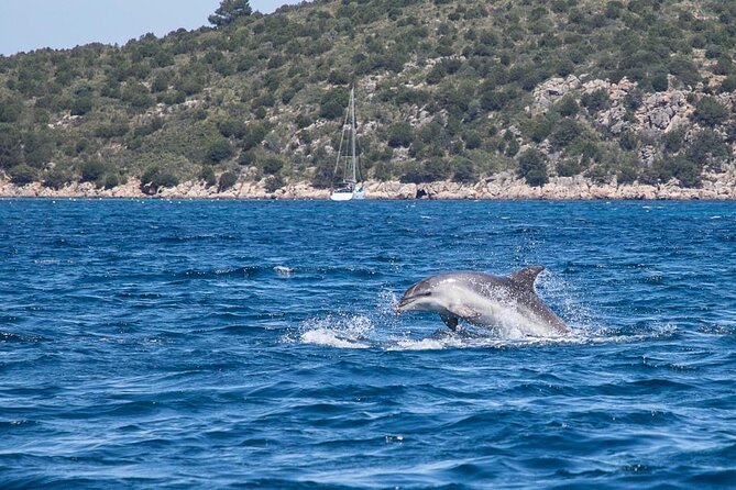 Golfo di Olbia and Dolphins Island Private Boat Tour - Local wine, cheese, carasau, and simple snacks