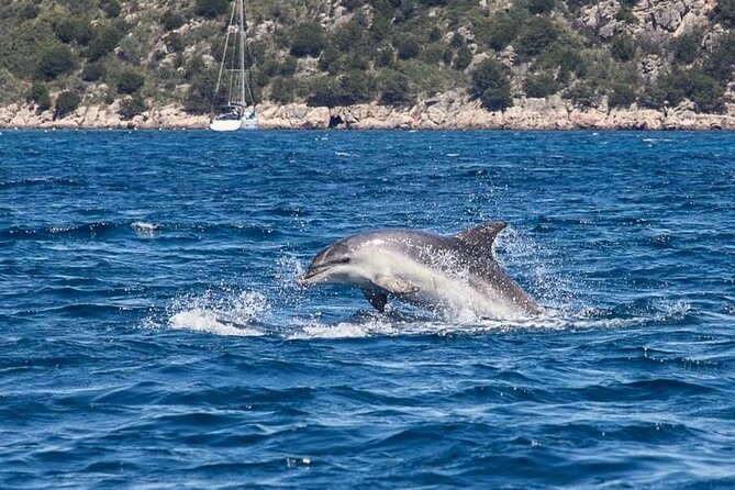Golfo di Olbia and Dolphins Island Private Boat Tour - Who gets the best value from the $464.65 price