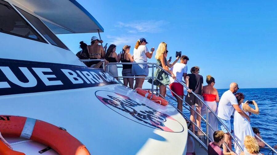 Gran Canaria: Catamaran Dolphin Watch Cruise with Snorkeling - Is $44 a fair price?