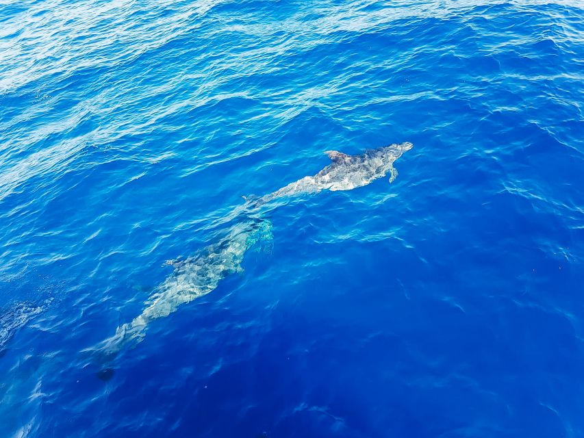 Gran Canaria: Catamaran Dolphin Watch Cruise with Snorkeling - My verdict on the Puerto Rico dolphin cruise