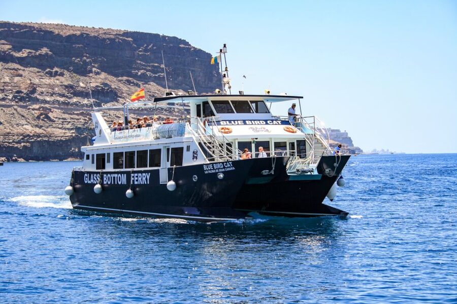 Gran Canaria: Catamaran Dolphin Watch Cruise with Snorkeling - Two hours searching for dolphins and whales