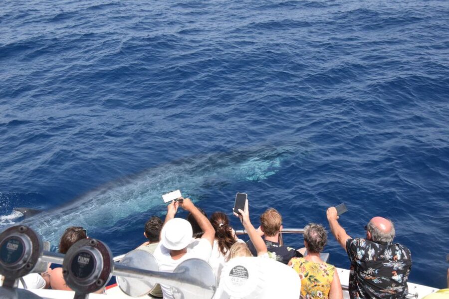 Gran Canaria: Dolphin and Whale Watching Cruise - Key points to know before booking