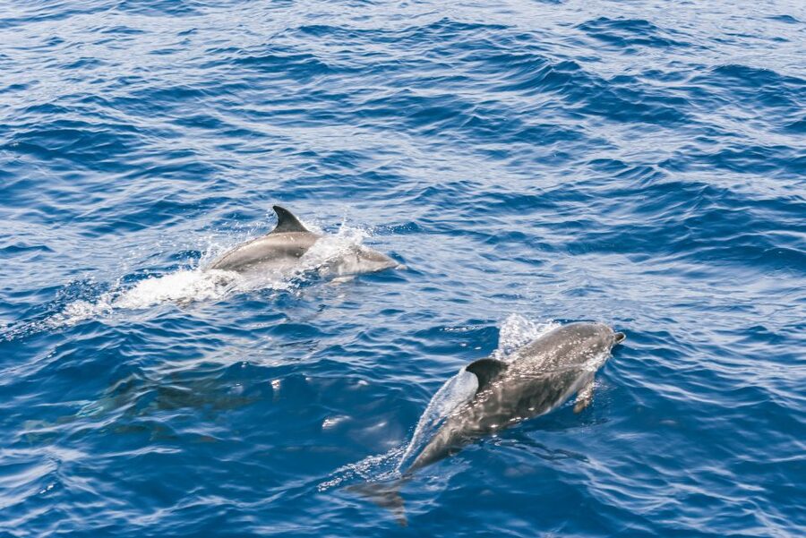 Gran Canaria: Dolphin and Whale Watching Cruise - Booking details worth knowing