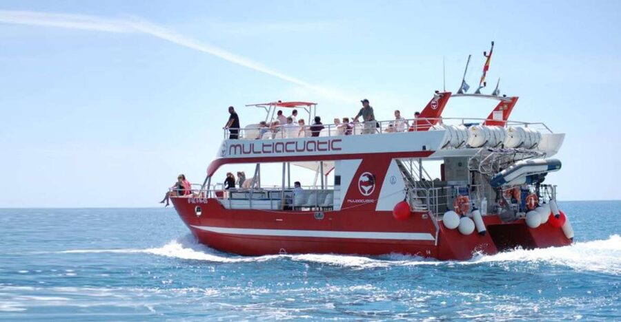 Gran Canaria: Dolphin and Whale Watching Cruise - What a successful sighting really feels like