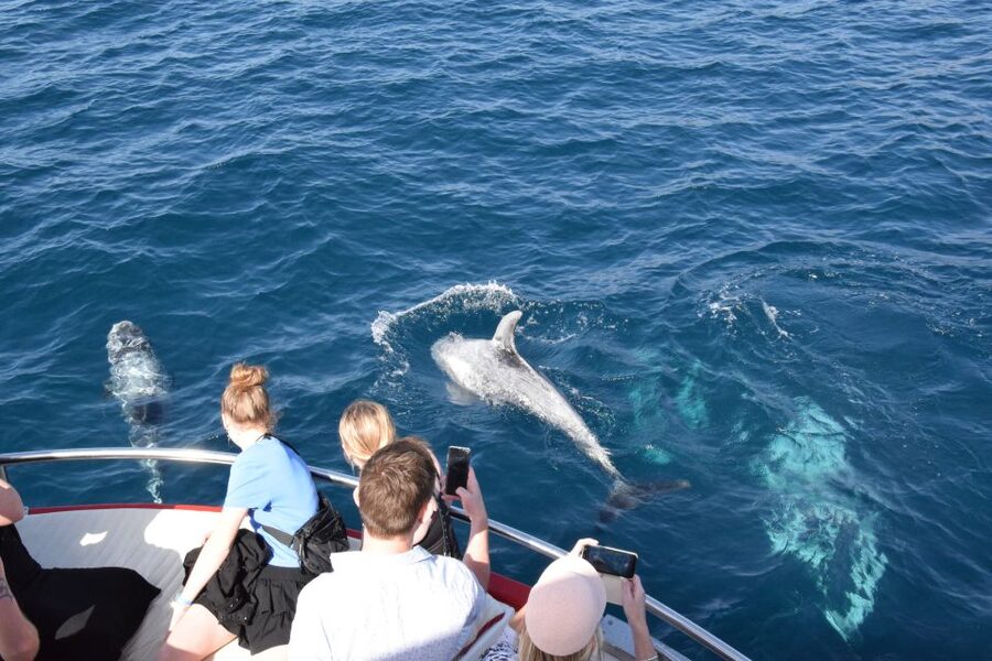 Gran Canaria: Dolphin and Whale Watching Cruise - Two hours on paper, sometimes longer at sea