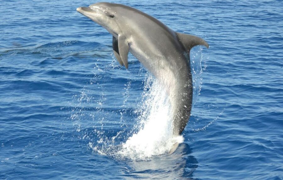 Gran Canaria: Dolphin and Whale Watching Cruise - Is the cruise good for children and families?