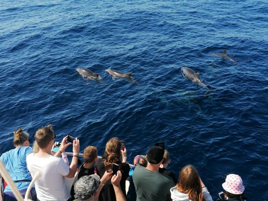 Gran Canaria: Dolphin and Whale Watching Cruise - Who should book this Puerto Rico wildlife cruise?