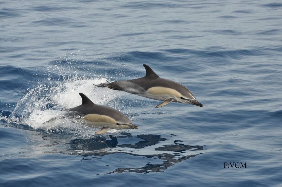 Gran Canaria: Dolphin and Whale Watching Cruise - Final verdict: a worthwhile wildlife trip with a few conditions