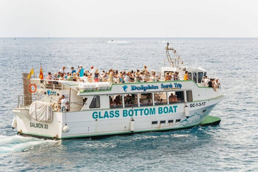 Gran Canaria: Dolphin and Whale Watching Cruise - Who should book this cruise?