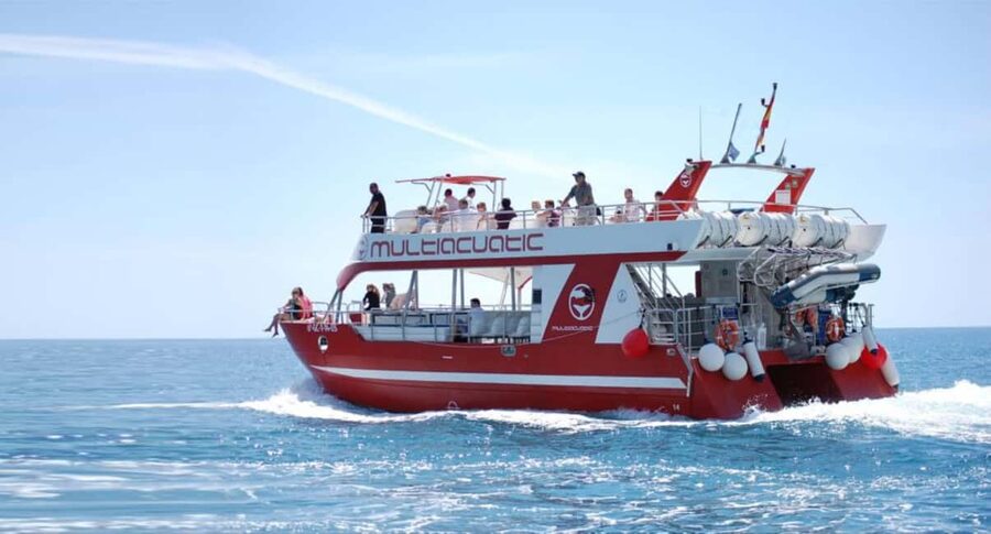 Gran Canaria Dolphin Safari and a swim - Key points to know before you book