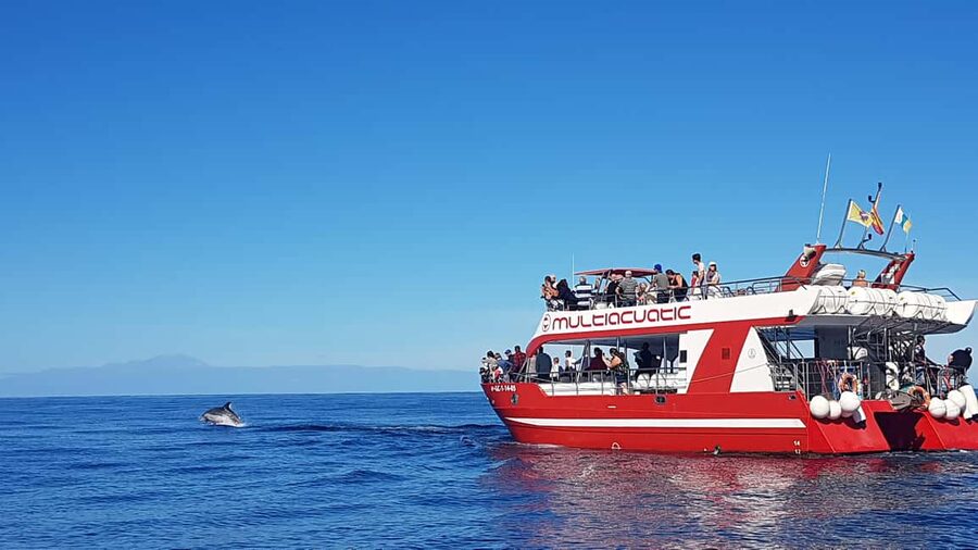 Gran Canaria Dolphin Safari and a swim - A swimming stop in a sheltered bay