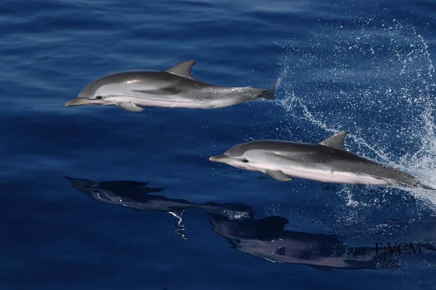 Gran Canaria Dolphin Safari and a swim - Should you book the Gran Canaria Dolphin Safari?