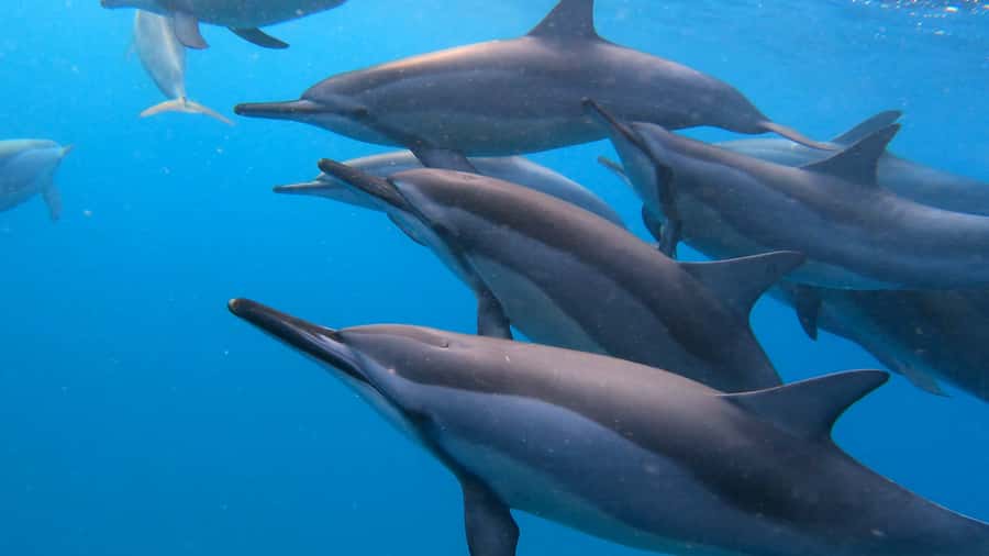 Grande Riviere Noire: Boat Tour and Swimming with Dolphins - Key points before you book