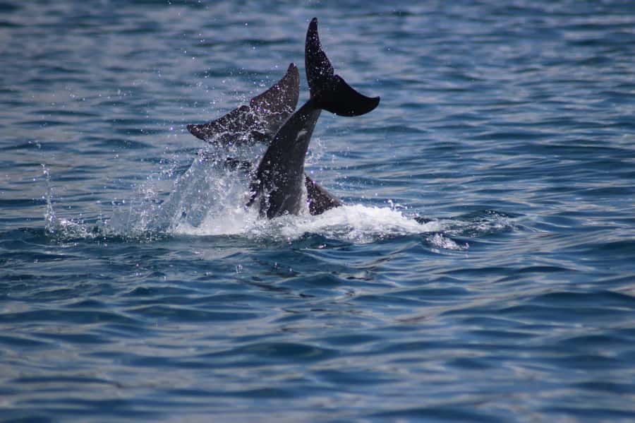 Grande Riviere Noire: Boat Tour and Swimming with Dolphins - Setting out from La Balise in Grande Riviere Noire
