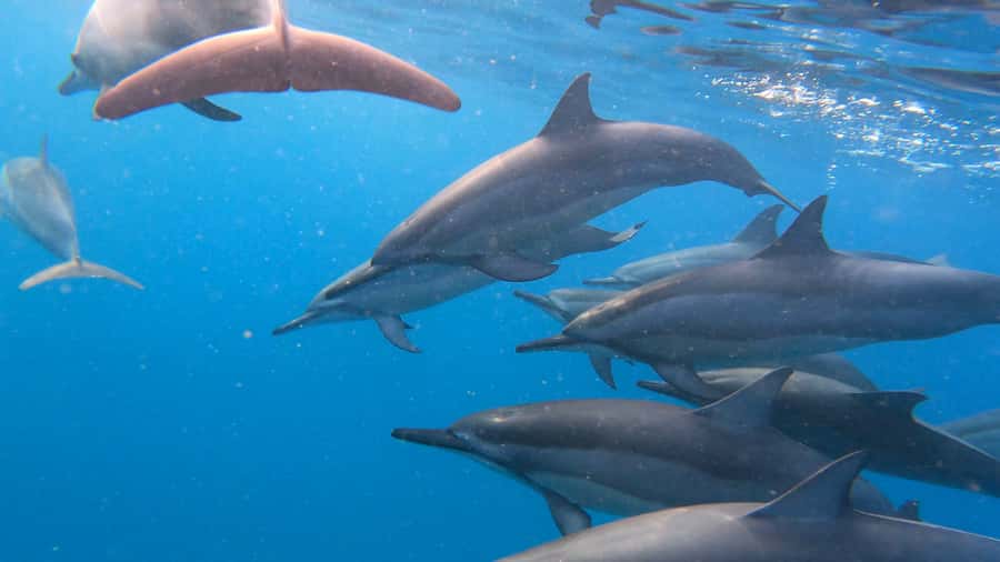 Grande Riviere Noire: Boat Tour and Swimming with Dolphins - The boat ride and the dolphin search