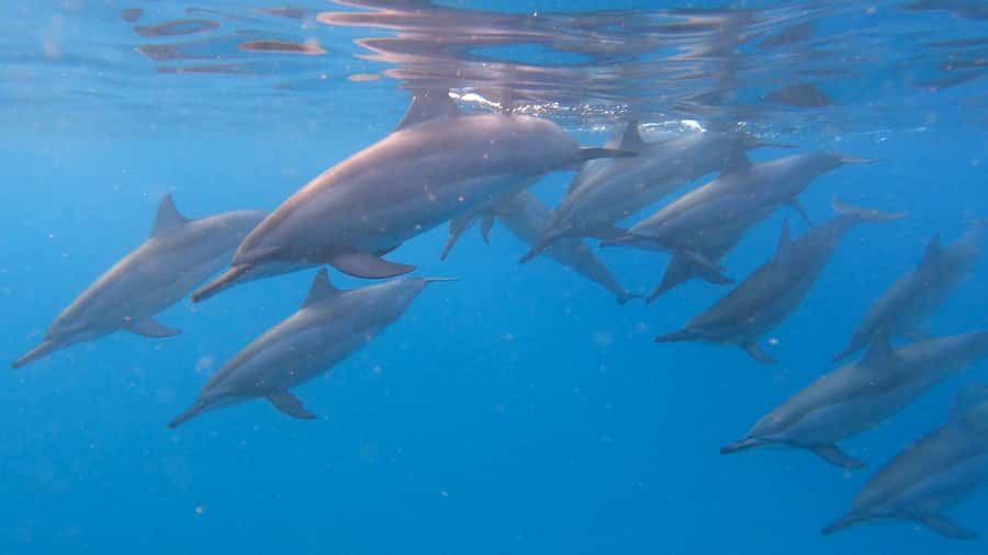Grande Riviere Noire: Boat Tour and Swimming with Dolphins - Why the sunrise start matters