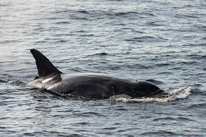 Great Whales Education Programe Dolphins and Whales are in SL - Why this Matara program is different