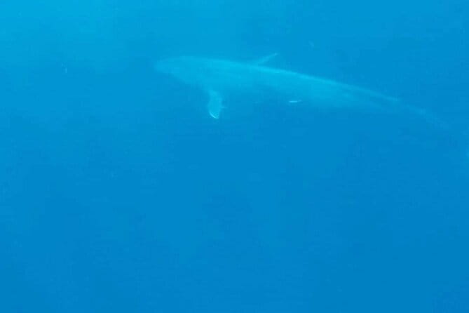 Great Whales Education Programe Dolphins and Whales are in SL - Meeting Ms. Deepika Kumari