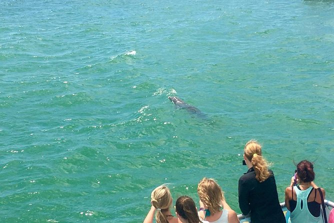 Guaranteed Dolphin Sighting Tour on Tropics Boat Tours - What the route gives you in 105 minutes