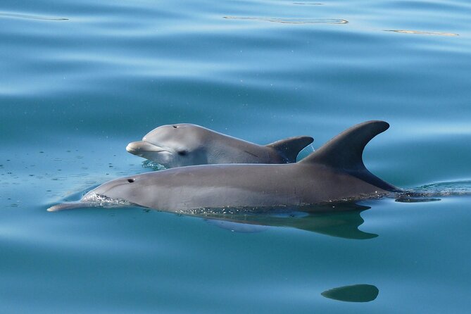 Guided Dolphin Eco-Cruise in Koombana Bay - Seeing Bunbury’s bottlenose dolphins in Koombana Bay