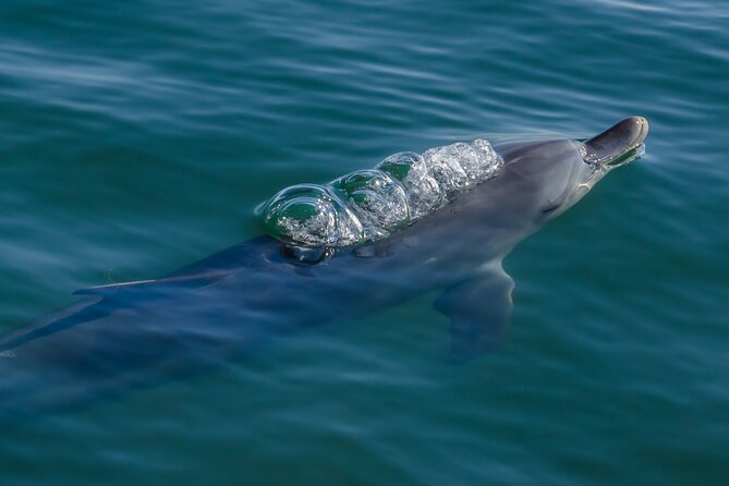 Guided Dolphin Eco-Cruise in Koombana Bay - Why the dolphin guarantee matters