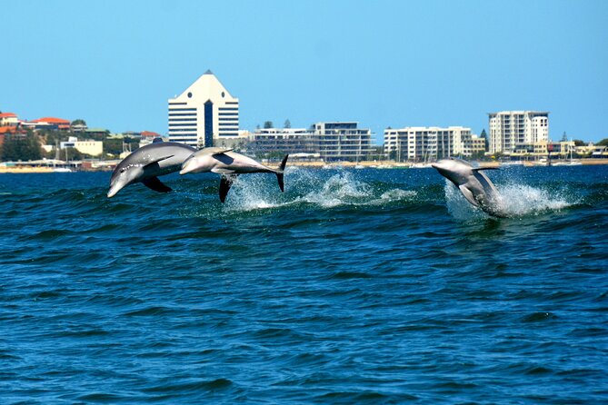 Guided Dolphin Eco-Cruise in Koombana Bay - The value of a conservation-based tour