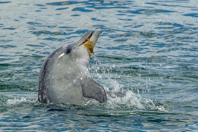 Guided Dolphin Eco-Cruise in Koombana Bay - The guides and the live commentary