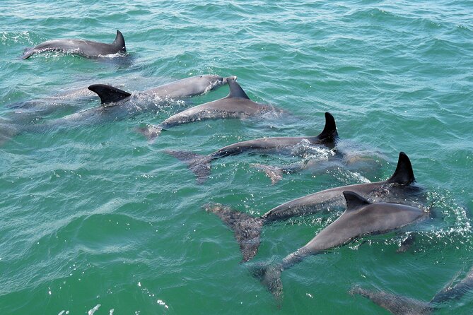 Guided Dolphin Eco-Cruise in Koombana Bay - How to get the most from the hour on the water