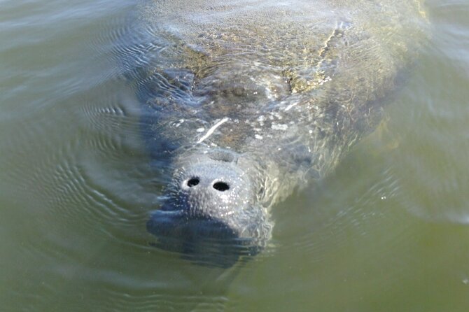 Guided Dolphin Eco Tour by Kayak & SUP - Fort Myers Beach, FL - Is $50 a good value?