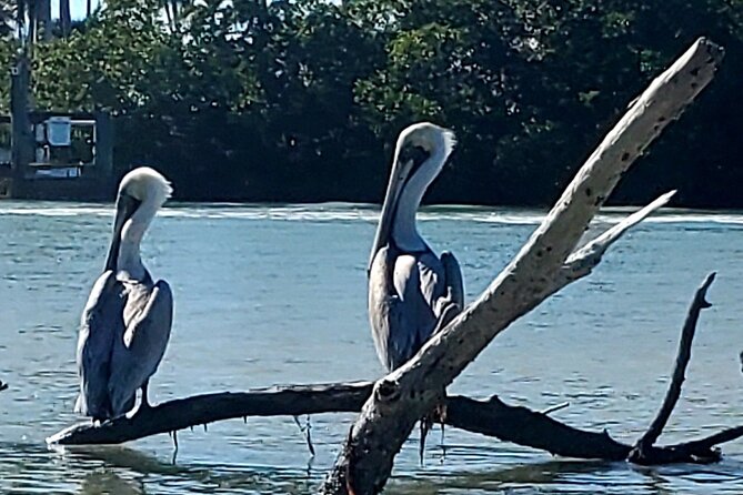 Guided Dolphin Eco Tour by Kayak & SUP - Fort Myers Beach, FL - What to bring and how to prepare