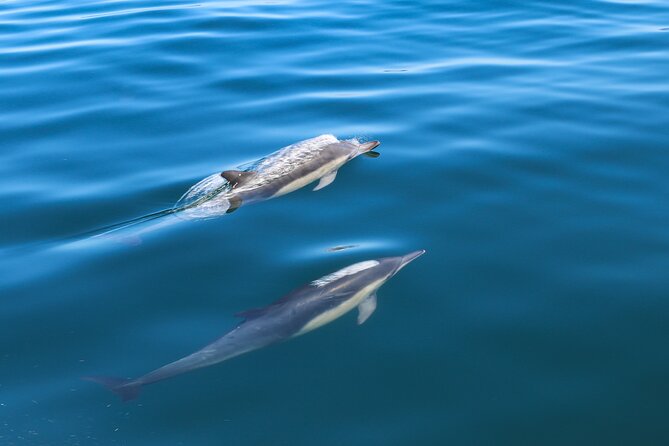 Guided Dolphin Watching in the Arrábida Natural Park - Why This Dolphin Trip Is More Than a Wildlife Hunt