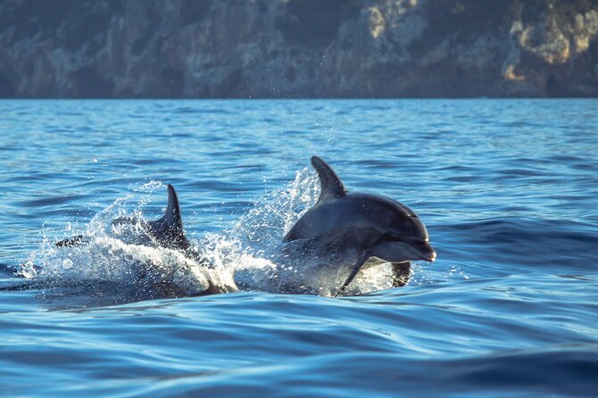 Guided Dolphin Watching in the Arrábida Natural Park - Watching for Dolphins With Diogo and Henrique