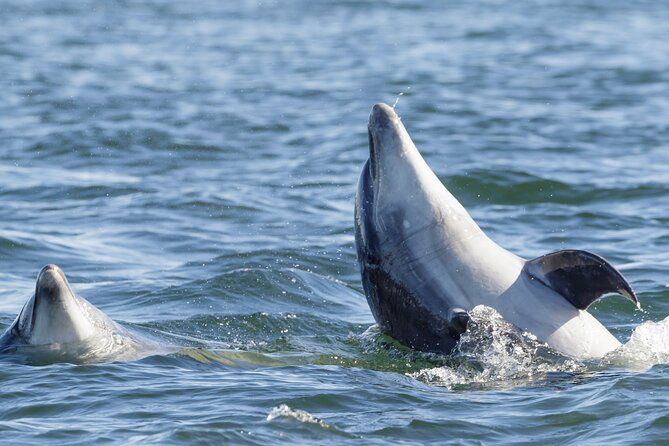 Guided Dolphin Watching in the Arrábida Natural Park - The Serra da Arrábida and Cabo Espichel From the Water