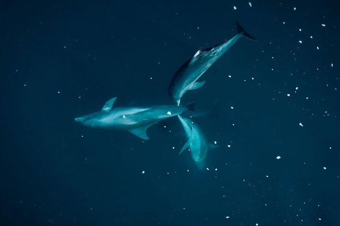 Guided Kayak 2-Hour Activity with Dolphins - From the beach to the open bay