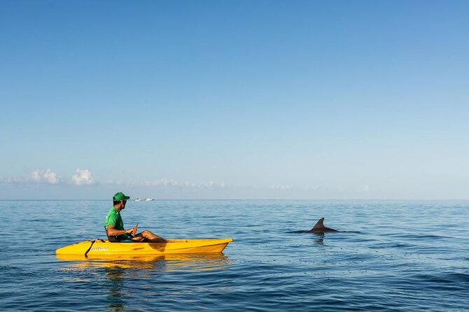 Guided Kayak 2-Hour Activity with Dolphins - A small group with a personal feel
