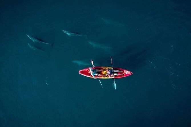 Guided Kayak 2 Hours Activity with Dolphins - Key points at a glance