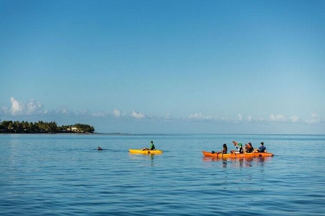 Guided Kayak 2 Hours Activity with Dolphins - Why the kayak matters for dolphin welfare