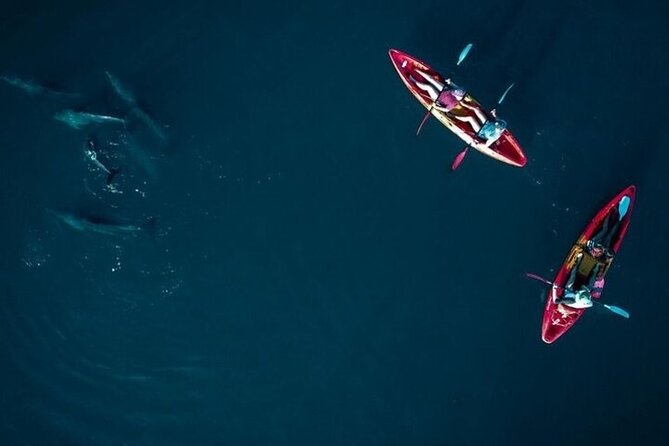 Guided Kayak 2 Hours Activity with Dolphins - Who should book this paddle?