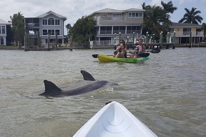 Guided Kayak Dolphin Eco Tour in Pelican Bay - Starting at 18450 San Carlos Boulevard