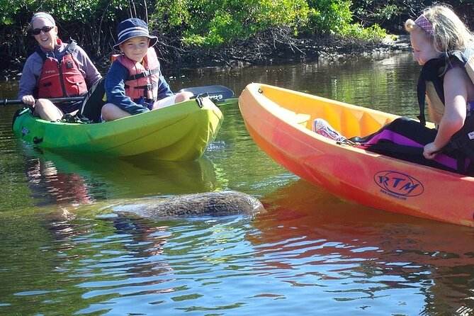 Guided Kayak Dolphin Eco Tour in Pelican Bay - Wildlife Comes With No Guarantees